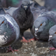Illustration for article titled Pigeon poops on politician who is actively working to solve the pigeon poop problem